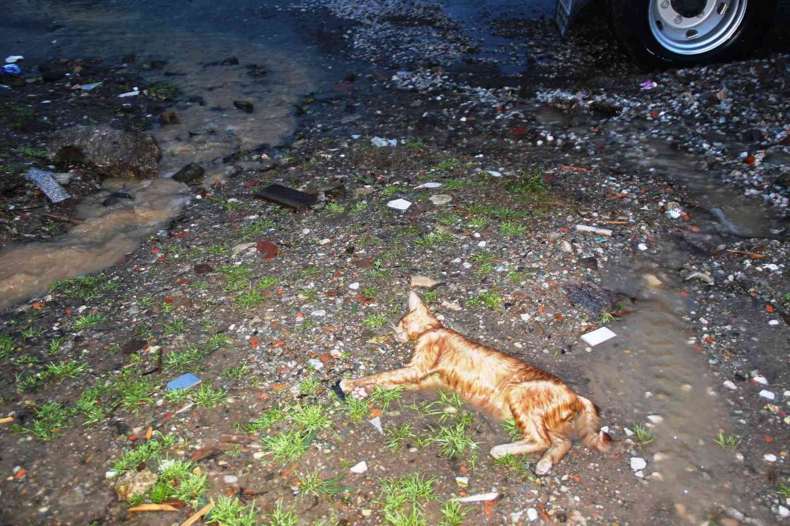 Bodrum’da sel faciası! Evleri su bastı, sokak hayvanları boğuldu - Resim : 24
