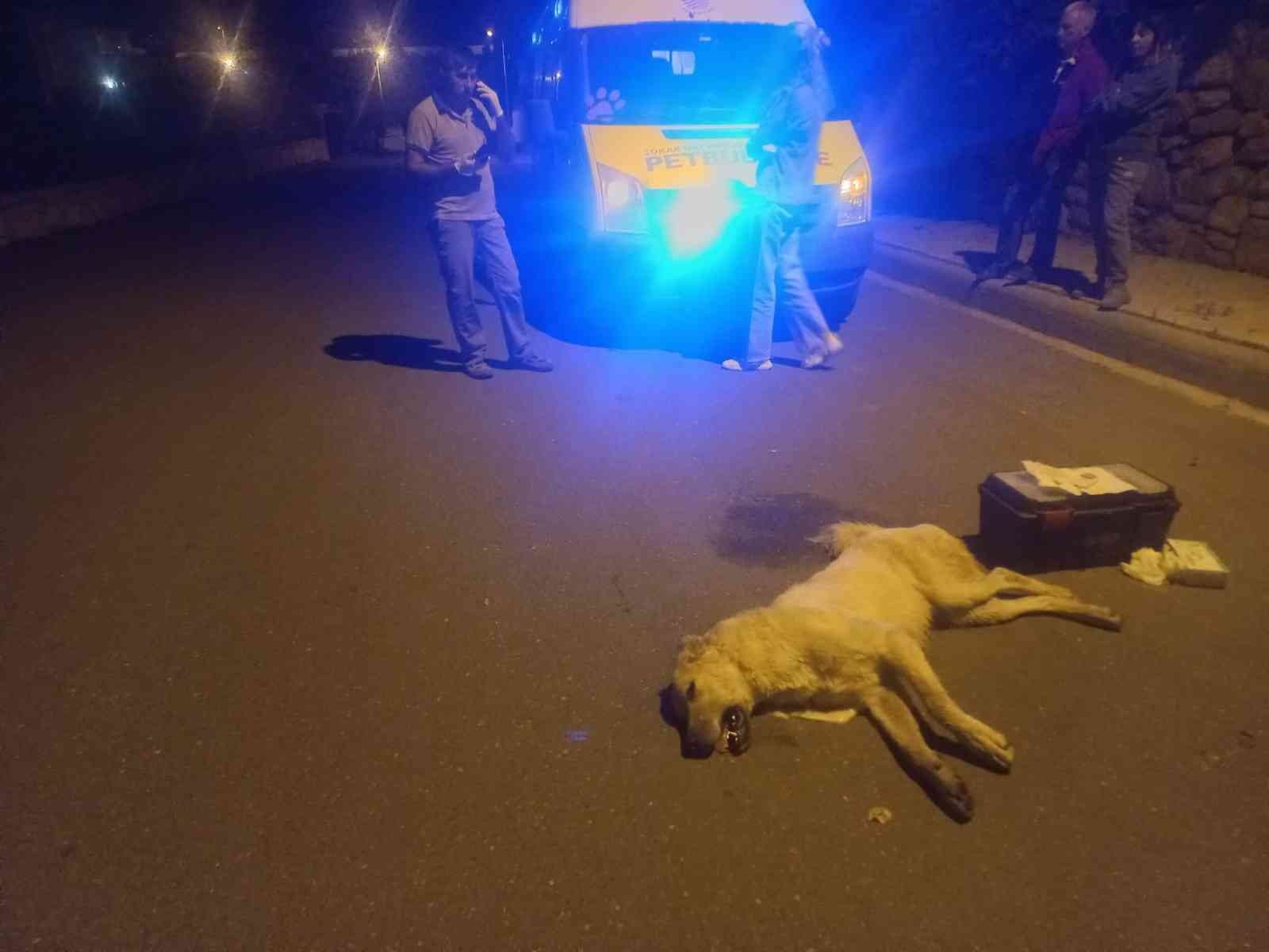 Köpek zehirlenmesiyle ilgili 1 kişi gözaltına alındı - Resim : 1