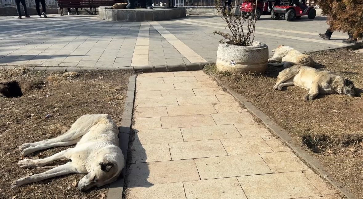 Tunceli Valisi Bülent Tekbıyıkoğlu, kent genelinde sokak köpeklerinin toplatılmasına karar verildiğini açıkladı.