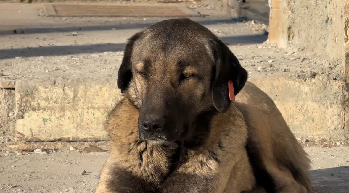 Tunceli Valisi Bülent Tekbıyıkoğlu, kent genelinde sokak köpeklerinin toplatılmasına karar verildiğini açıkladı.