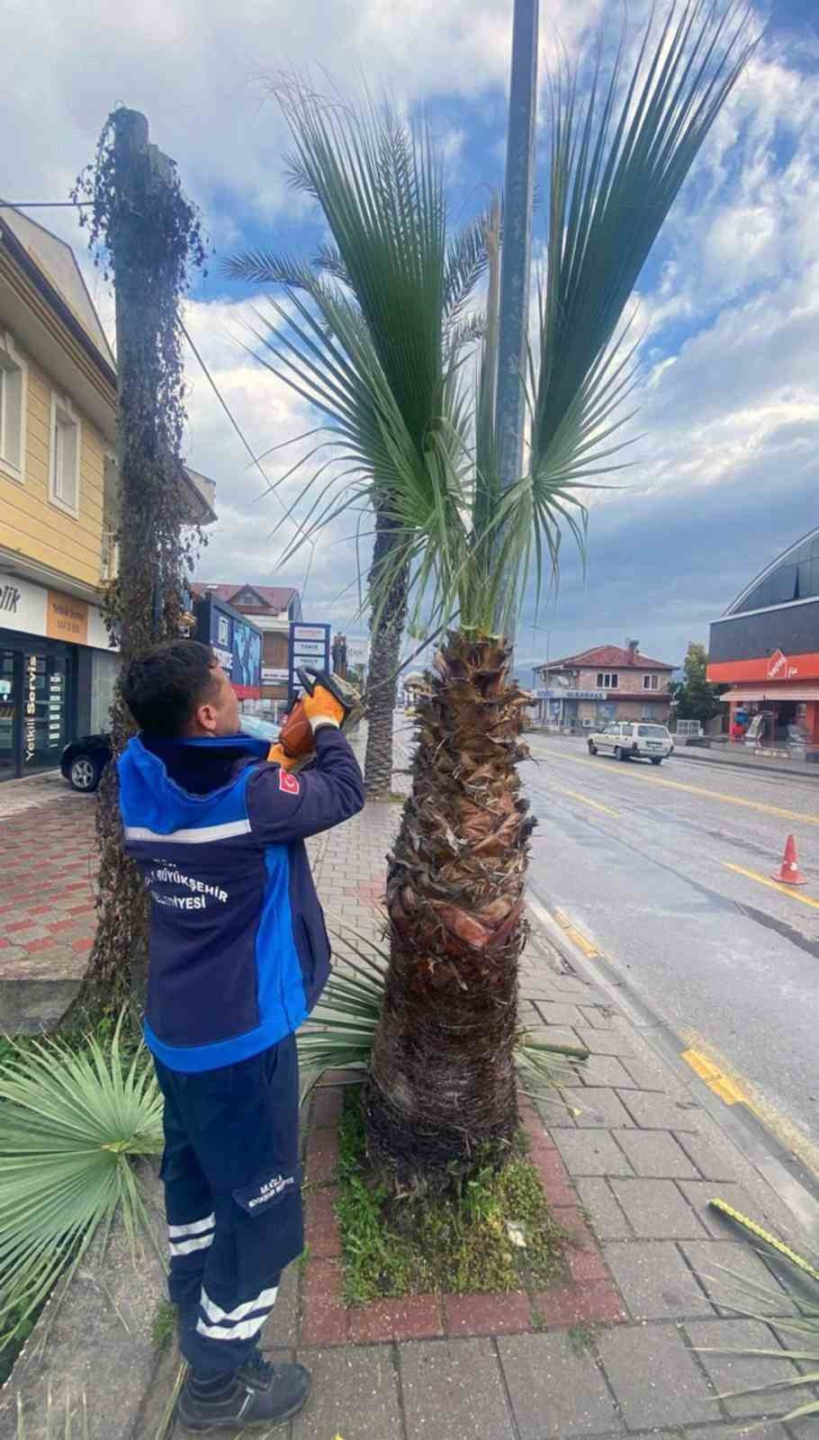 Muğla’da ağaçlara gençlik aşısı - Resim : 2